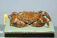 Square-shelled crab Collection Image, Figure 2, Total 3 Figures